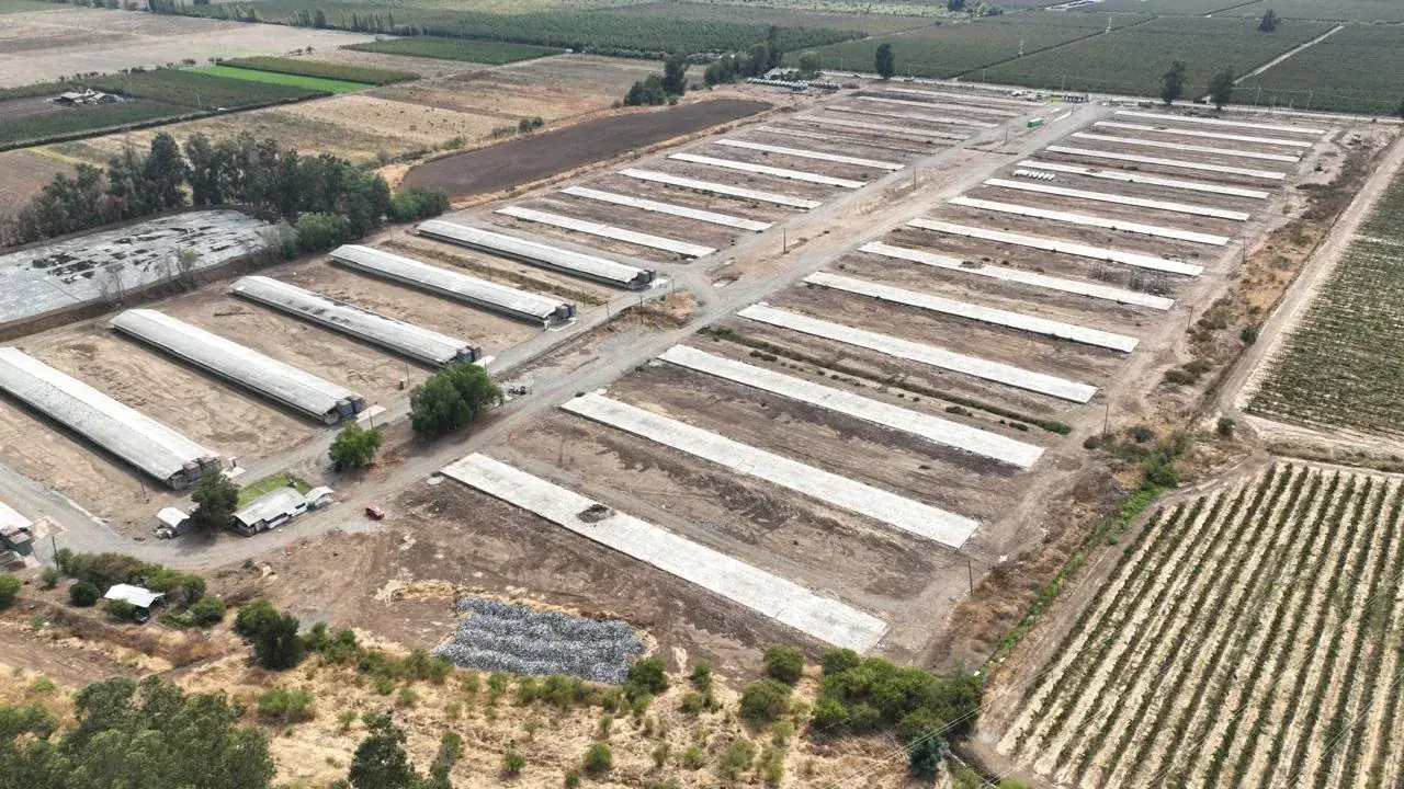 Grupo de crianza broiler Quisco