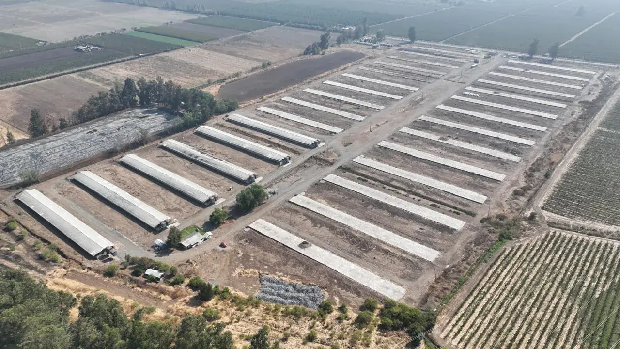Grupo de crianza broiler Quisco — fotografía 1